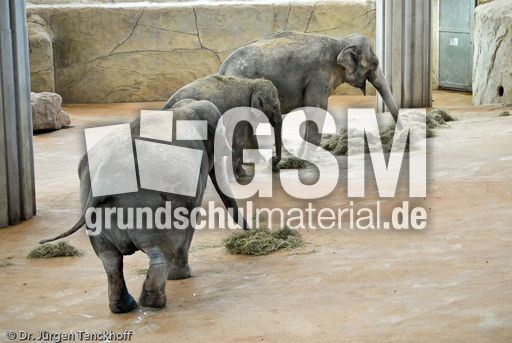 Asiatischer Elefant (13 von 21).jpg